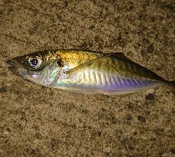 アジを探しにりんくうへ