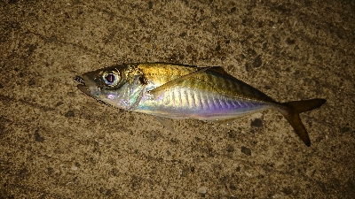 アジを探しにりんくうへ