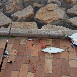 阪神湾奥で鰤族