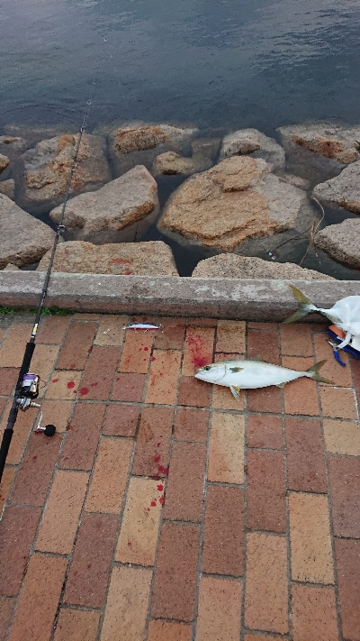 阪神湾奥で鰤族