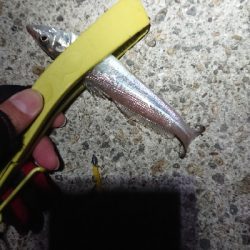 タイミング悪。