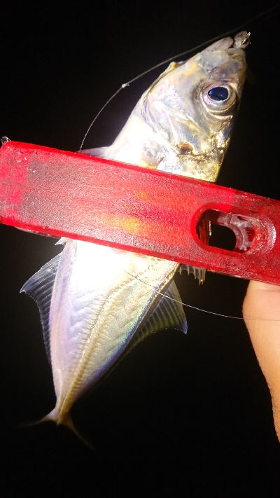 豆からアジゴなら……