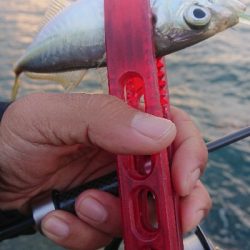 夕マズメの一撃ち！