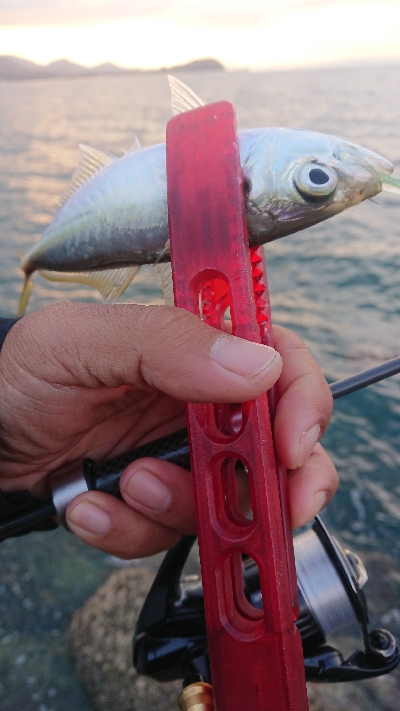 夕マズメの一撃ち！