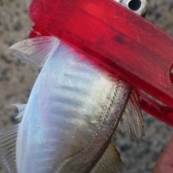 夕マズメ狙いで……