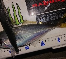 ナイトアジング