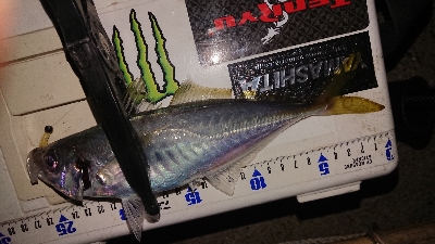 ナイトアジング