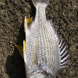 黒鯛が 釣りたい