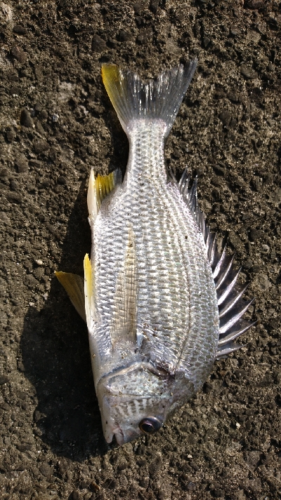 黒鯛が 釣りたい