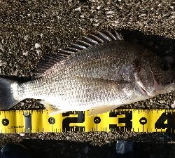 まだまだ 港の奥は釣れる