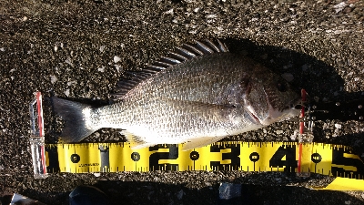 まだまだ 港の奥は釣れる
