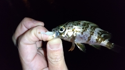 仕事帰りの部活動
