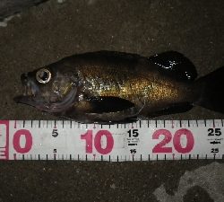 おかっぱりからのええサイズ~