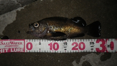 おかっぱりからのええサイズ～