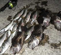 アジ?メバルは?