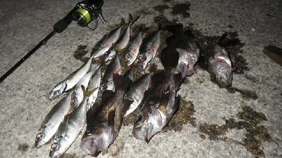 アジ？メバルは？