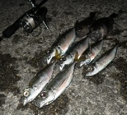 釣り納めIN淡路島