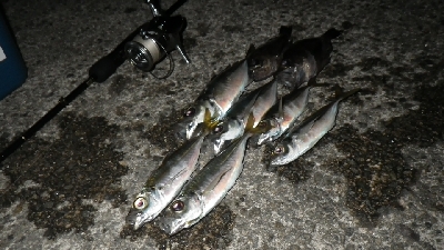 釣り納めIN淡路島