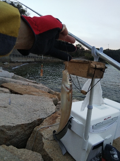 室津のキス釣り