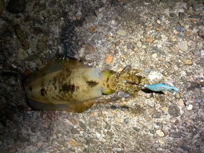 たぶん今年ラストエギング