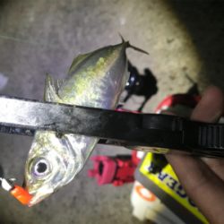 満月大潮アジング