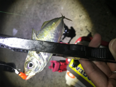 満月大潮アジング