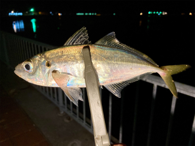 たぶん自己新記録！24.5cmのマッチョ鯵…