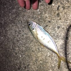 メバル時々アジ