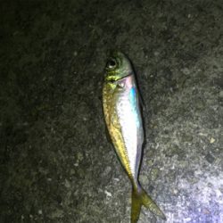 フグをかわしてようやく