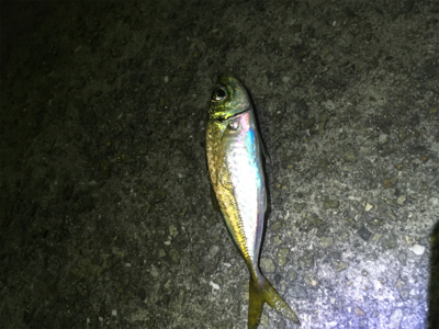 フグをかわしてようやく