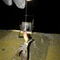 地合いは突然＼(^o^)／