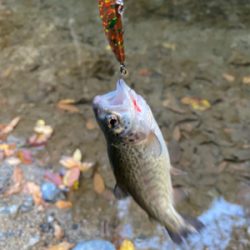 エリアトラウト