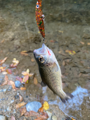 エリアトラウト