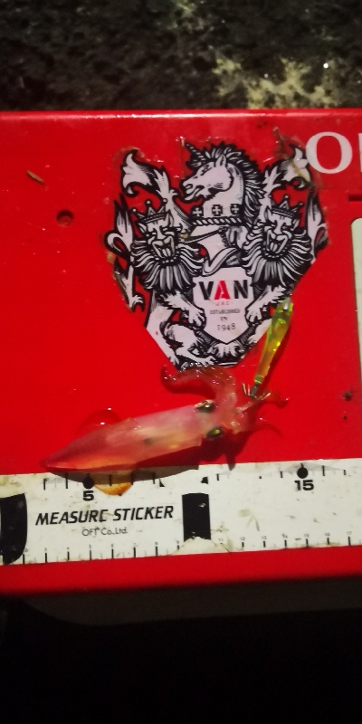 アジング練習 230