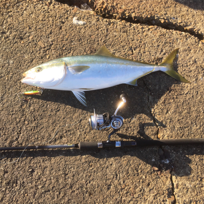 夕方にナブラ！