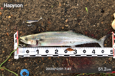 朝マズメと夕マズメ