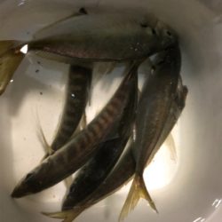 ちょっとだけアジング