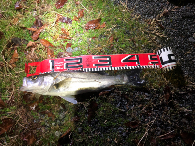 ビッグサイズお預け