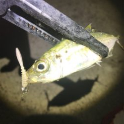 連夜のアジング