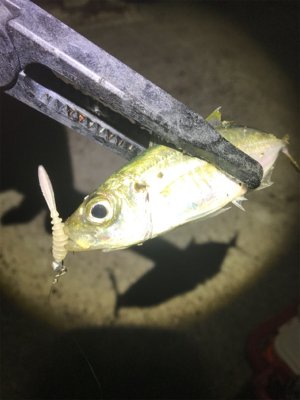 連夜のアジング