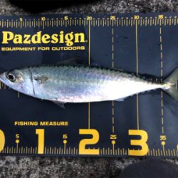 連日の釣果を見て…