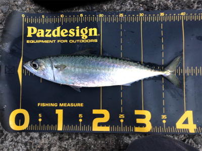 連日の釣果を見て…