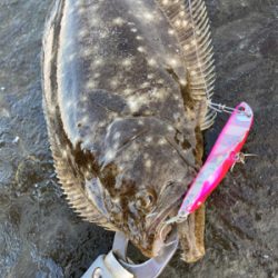 朝マズメのヒラメ釣果!!