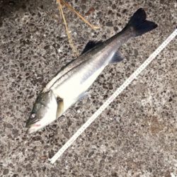 岸壁まで追ってきて手前で捕食