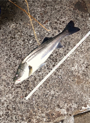 岸壁まで追ってきて手前で捕食