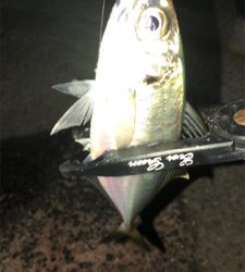 アジングナイト(もう終了？)