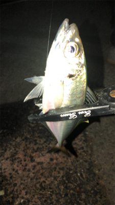 アジングナイト(もう終了？)