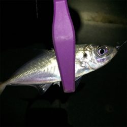 大阪湾奥アジング アジはどこへ？