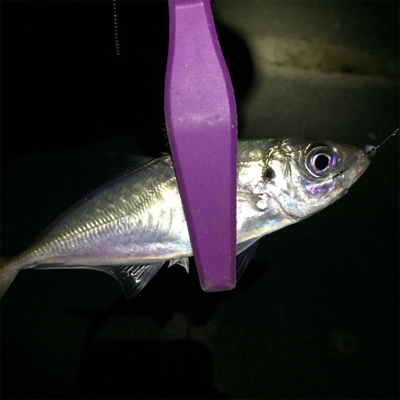 大阪湾奥アジング アジはどこへ？