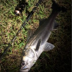 リバーシーバス!